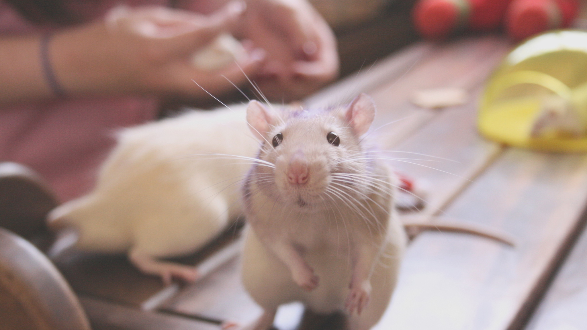 1581875851_302_rat-wallpapers